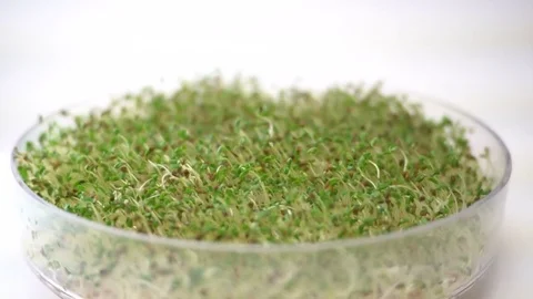 Batch of alfalfa sprouts Video stock 76287980