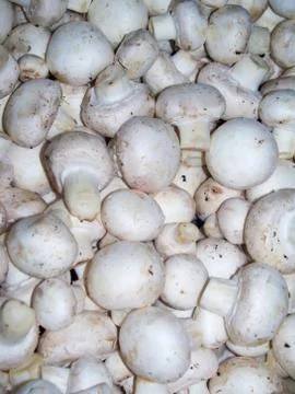 A batch of Button Mushrooms Stock Photos