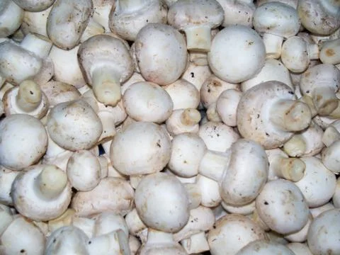 A batch of Button Mushrooms Stock Photos