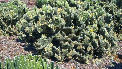 Batch of Cactus plants flowering Stock Footage 131208109