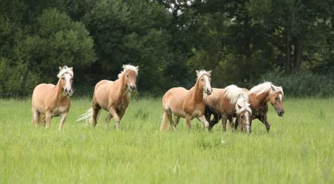 Batch of chestnut horses running together in freedom Stock Photos