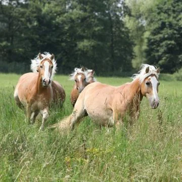 Batch of chestnut horses running together in high grass Stock Photos