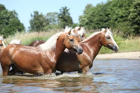 Batch of chestnut horses in the wather Stock Photos