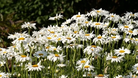 Batch of daisies parallax 스톡 동영상 112140990