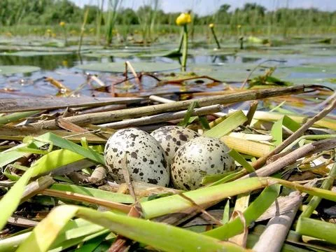 Batch of eggs Stock Photos