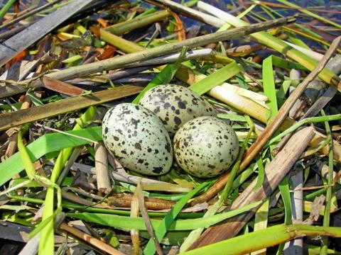 Batch of eggs Stock Photos