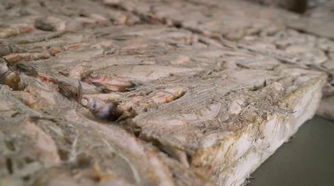 A batch of frozen fish, the process of drying fish. Frozen fish in a fish fac Stock Photos
