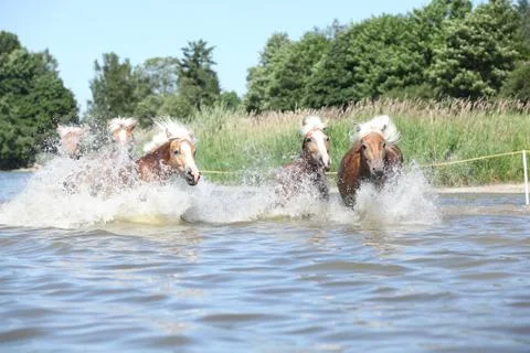 Batch of haflingers running in the wather Stock Photos