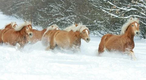 Batch of haflingers together in winter Stock Photos