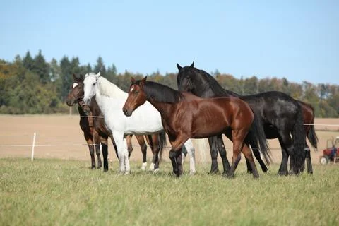 Batch of horses on pasturage Stock Photos