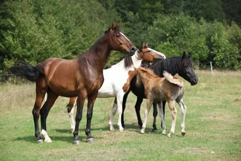 Batch of horses on pasturage, together Stock Photos