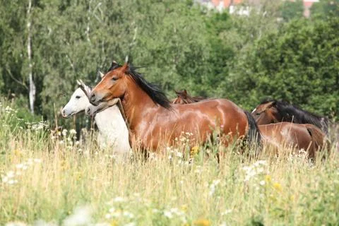 Batch of horses running in flowers Stock Photos