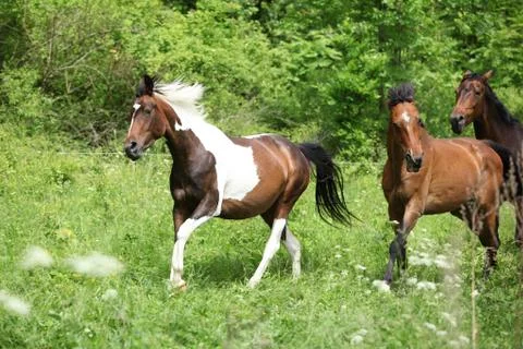 Batch of horses running Stock Photos