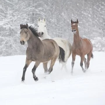 Batch of horses running in winter Stock Photos