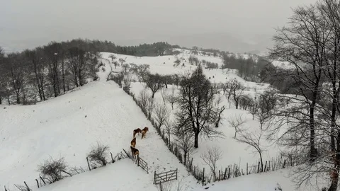 Batch of horses together in winter Video stock 118315866