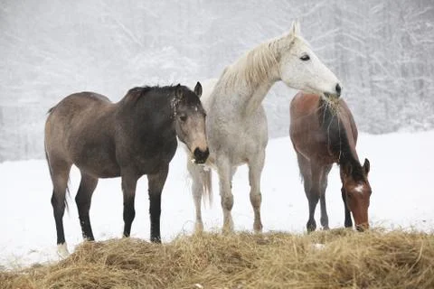 Batch of horses in winter Stock Photos