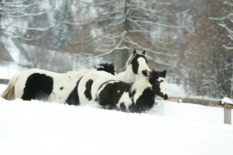 Batch of irish cobs running in winter Stock Photos