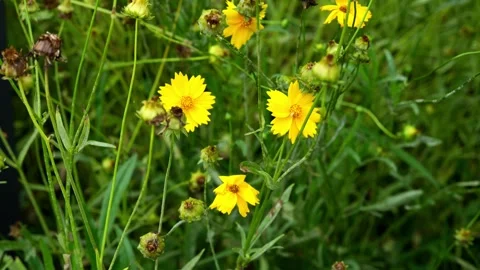 A Batch of Lanceleaf Coreopsis Flowers (Coreopsis lanceolata) during the Vidéo 336649406