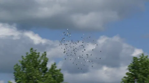 Batch of pigeons flying in circles around  - tracking shot Stock Footage 29889867