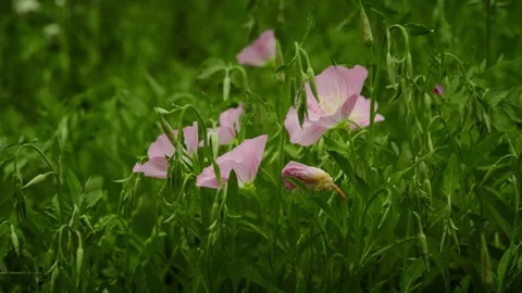 A Batch of Pinkladies Flower in the grass Stock Footage 332855496