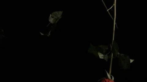 Roses Falling Stock Videos – Royalty-Free HD & 4K Videos