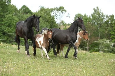 Batch of small and big horses running Stock Photos