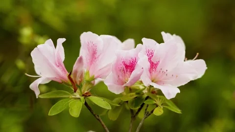 A batch of vibrant Azalea Flowers Video stock 332855471