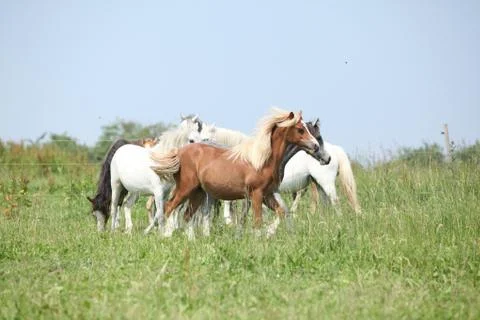 Batch of welsh ponnies Stock Photos