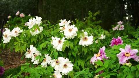Batch of white peonies at Shanghai Botanical Garden Vidéo 332600122