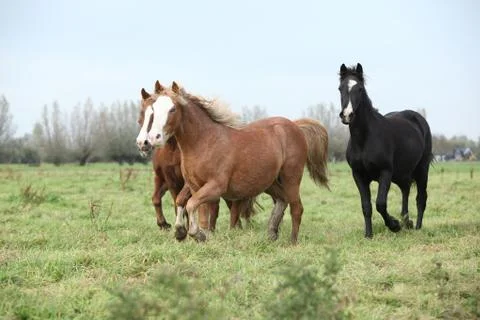Batch of young welsh ponnies running Stock Photos