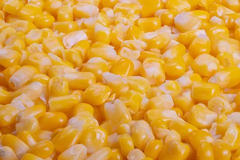 Batcharranged yellow corn kernels indicating quality control standards, Visual r Stock Photos