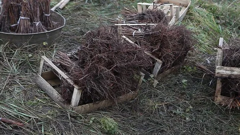 Batches of soaked raspberry seedlings saplings Stock Footage 82469446