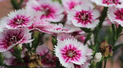 Batchors Button flowers  Stock Footage 26314574