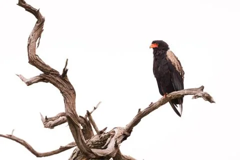 Bateleur in Dead Tree Stock Photos