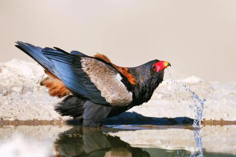 Bateleur eagle drinking water Stock Photos