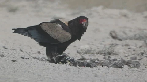 Bateleur eagle eating a dead bird at etosha Stock Footage 342363134