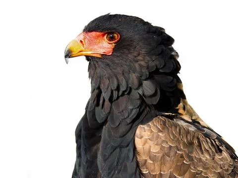 Bateleur eagle fronts a white background 库存照片