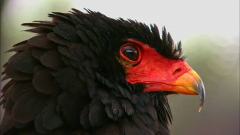 Bateleur eagle looking from side to side Stock Footage 161812855