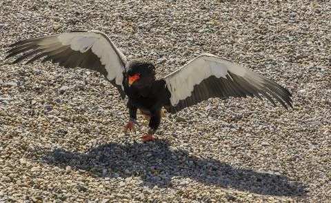 A Bateleur eagle with out stretched wings Foto stock