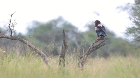 Bateleur eagle perching on a dead tree branch in the savannah in Serengeti .. Stock-Footage 331056290