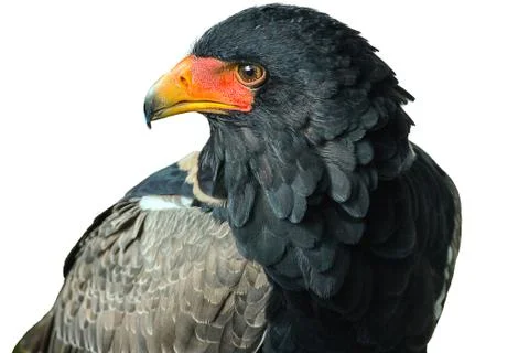 Bateleur eagle 库存照片