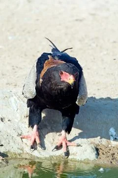 Bateleur eagle Stock Photos