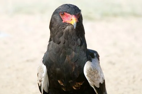 Bateleur eagle Stock Photos