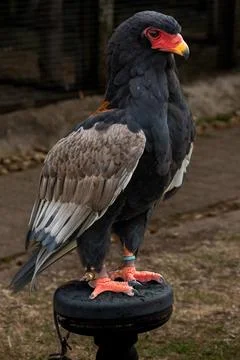Bateleur Eagle Portrait With Red Face and Yellow Beak Stock Photos