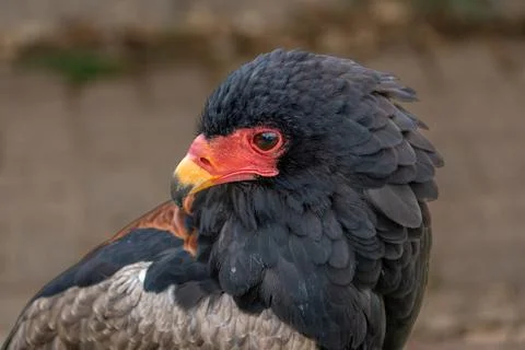 Bateleur Eagle Portrait With Red Face and Yellow Beak Stock Photos