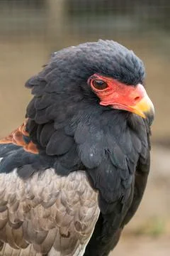 Bateleur Eagle Portrait With Red Face and Yellow Beak Stock Photos