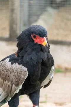 Bateleur Eagle Portrait With Red Face and Yellow Beak Stock Photos
