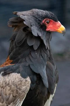 Bateleur Eagle Portrait With Red Face and Yellow Beak Fotos Stock