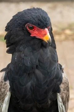 Bateleur Eagle Portrait With Red Face and Yellow Beak Stock Photos