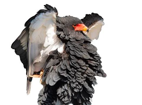 Bateleur eagle puffs its feathers on a white background Stock Photos